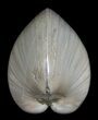 Polished Fossil Clam - Small Size #5280-1
